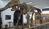 Museo Geologico Ingeominas Fuente: lapaleontologiaencolombia.bolgspot.com