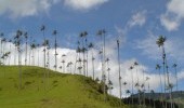 Salento: Valle del Cocora.  Fuente: Uff.Travel