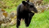 Tapir de Montaña Fuente flickr com1