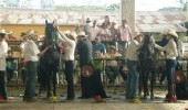 Feria Agroindustrial, Equina,Bovina,Cultural y Turística