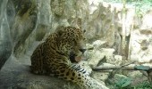 http://www.uff.travel/region/66/bioparque-los-ocarros-jaguar-fuente-fanpage-facebook-bioparque-los-ocarros-thumb.jpg