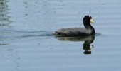 Fulica ardesiaca Fuente lynxeds com1